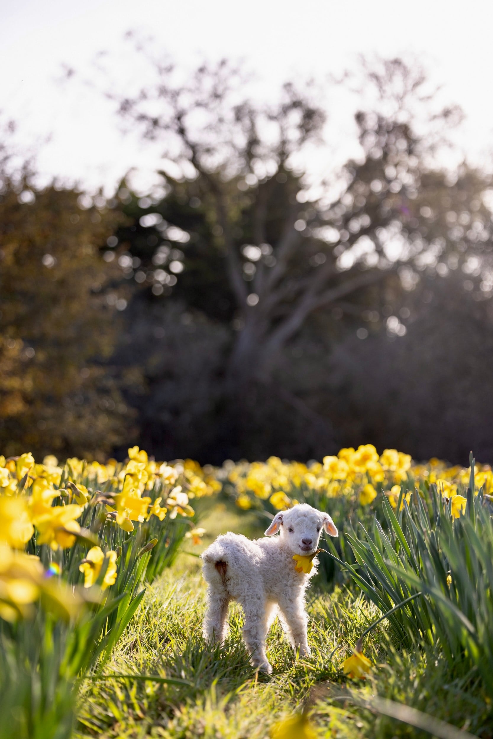 A small lamb looks back among daffodils at Edgar’s Mission.
