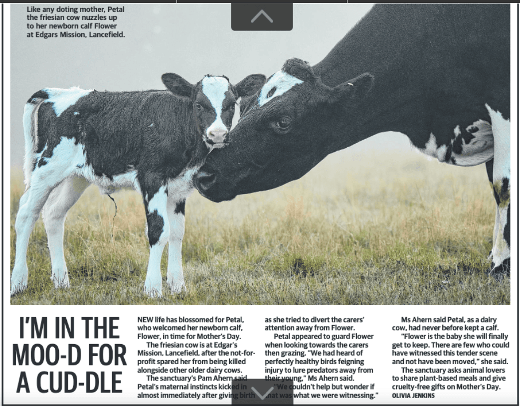 Herald Sun — Petal and Little Flower · April 2022. Open to read the original clipping.