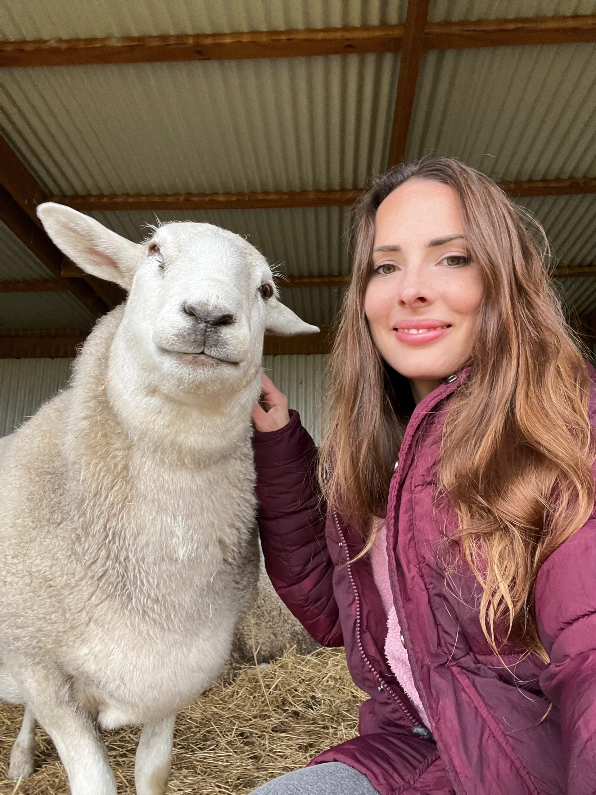 Kelly kneels beside a white sheep in a shelter.